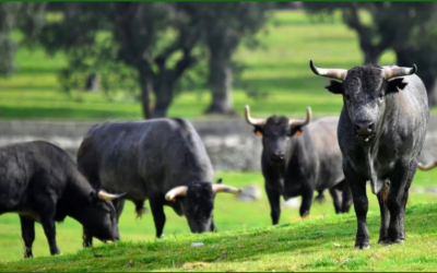 Plática: Bioética y Bienestar Animal en el Ganado Bravo.